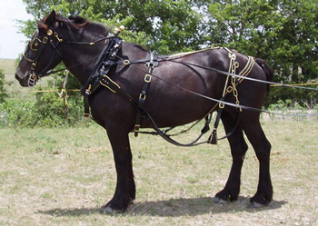 Large Harness on a Draft Horse